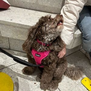 Meet your Posher, Daniela